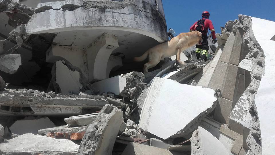 エクアドル、熊本大地震救助犬、ダイゴ