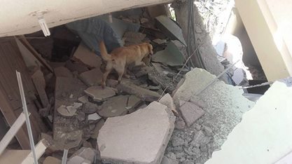 エクアドル、熊本大地震救助犬、ダイゴ