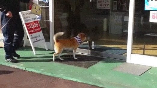 熊本県の鍵屋さんには犬専用の自動ドア開錠ボタンがあって驚きです。しかも犬がちゃんと使っている。俺の合鍵。