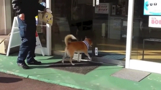 熊本県の鍵屋さんには犬専用の自動ドア開錠ボタンがあって驚きです。しかも犬がちゃんと使っている。俺の合鍵。