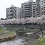 神奈川県横浜市戸塚区の柏尾川堤の桜の写真。合鍵制作、合鍵作成・ディンプルキー作成・スペアキー作成するに、値段、価格、金額が安い俺の合鍵。カギ、合鍵は他人に見せてはいけません。