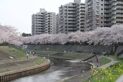 神奈川県横浜市戸塚区の柏尾川堤の桜の写真。合鍵制作、合鍵作成・ディンプルキー作成・スペアキー作成するに、値段、価格、金額が安い俺の合鍵。カギ、合鍵は他人に見せてはいけません。