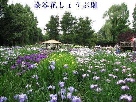 埼玉県さいたま市見沼区の染谷花しょうぶ園の写真です。見沼区の対面式店舗で合鍵作成できます。合鍵作成・合鍵制作・スペアキー作成・金額・定価・価格・値段も店舗と変わらず、全国配送料無料の俺の合鍵は自宅へ合鍵宅配します。