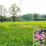 さいたま市桜区の田島ヶ原サクラソウ自生地の写真です。合鍵制作・合鍵作成・ディンプルキー作成・スペアキー作成は値段・金額・価格の安い・全国配送料無料で自宅に合鍵宅配、俺の合鍵。鍵番号は他人に見せないでね！