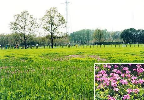 さいたま市桜区の田島ヶ原サクラソウ自生地の写真です。合鍵制作・合鍵作成・ディンプルキー作成・スペアキー作成は値段・金額・価格の安い・全国配送料無料で自宅に合鍵宅配、俺の合鍵。鍵番号は他人に見せないでね！