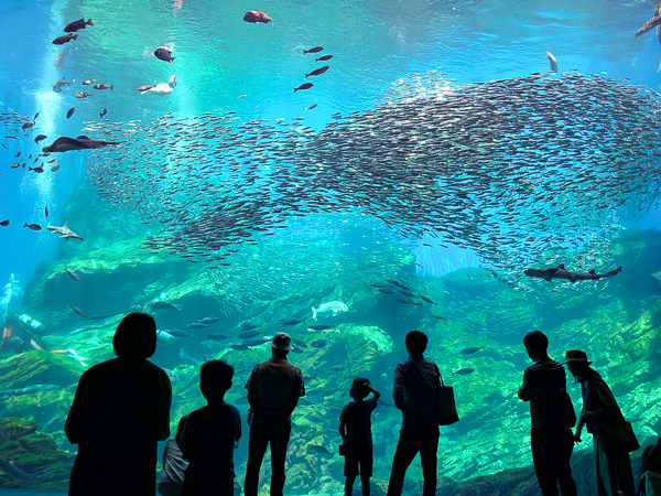 仙台うみの杜水族館