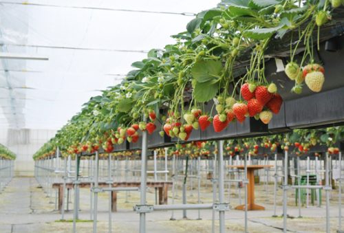 新潟県新潟市南区で、ディンプルキーを作りたい、合鍵を作りたい場合には、精度の高い純正の鍵、【新カギ】をご持参してお近くの店舗でお作りください。ネットで注文する間合いには俺の合鍵で注文を。