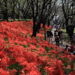 埼玉県幸手市で合鍵作りたい・合鍵無くした・合鍵作成したい場合には、インターネット注文の俺の合鍵へ。