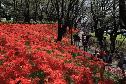 埼玉県幸手市で合鍵作りたい・合鍵無くした・合鍵作成したい場合には、インターネット注文の俺の合鍵へ。