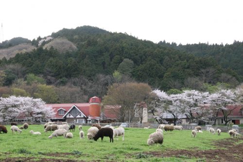 神奈川県愛甲郡愛川町で、合鍵作りたい・合鍵紛失した場合にはインタネットで注文できる俺の合鍵がオススメです。