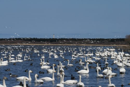 北海道枝幸郡浜頓別町の近くの店舗で合鍵を作りたい場合には、インターネット注文が便利です【俺の合鍵】５分で注文自宅に宅配いたします。